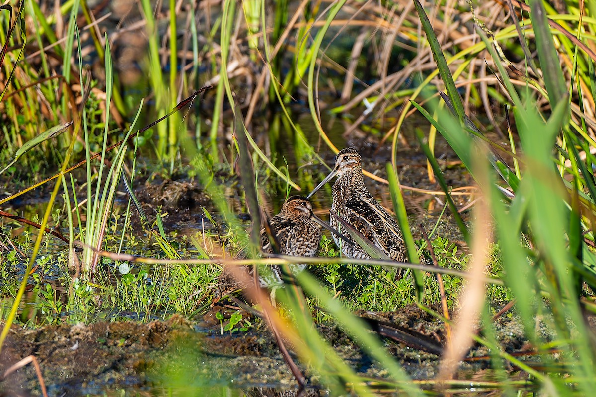Wilson's Snipe - ML644939116