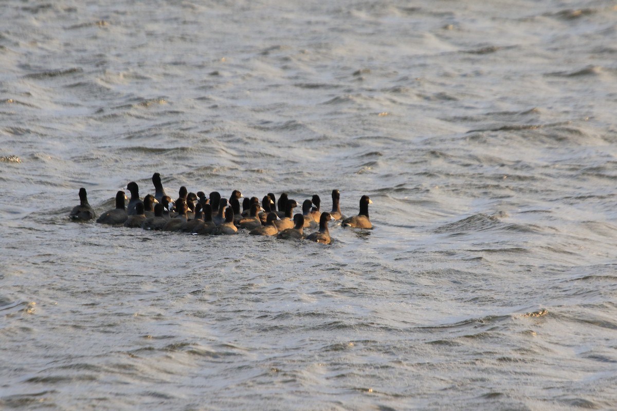 American Coot - ML644939117