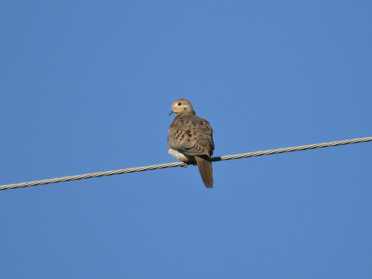 Mourning Dove - ML644939122