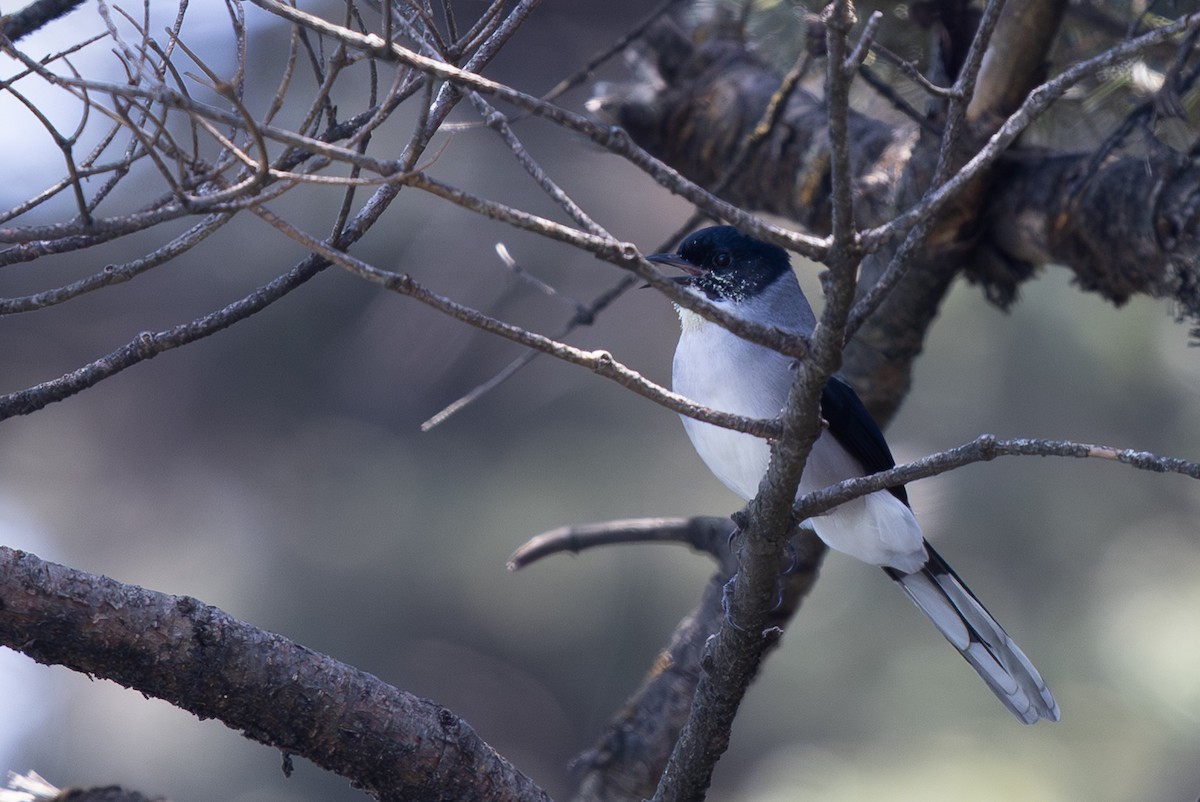 Black-headed Sibia - ML644939147