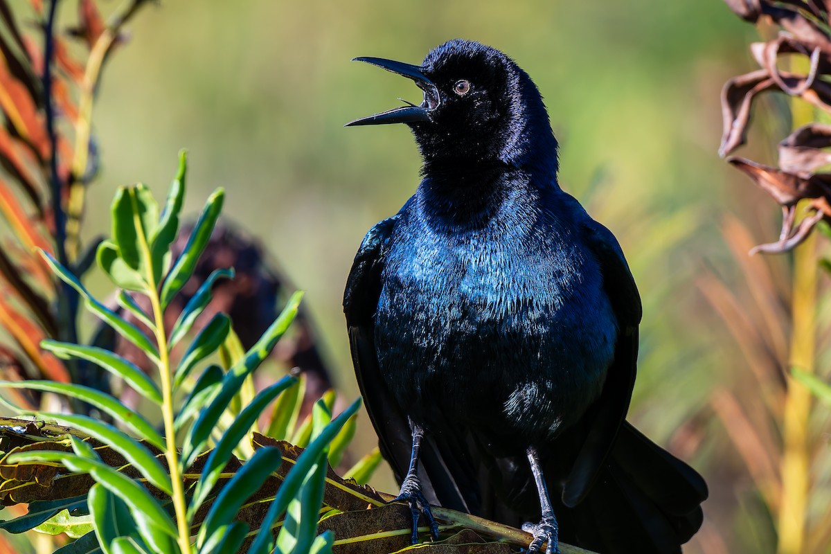 Boat-tailed Grackle (westoni) - ML644939157
