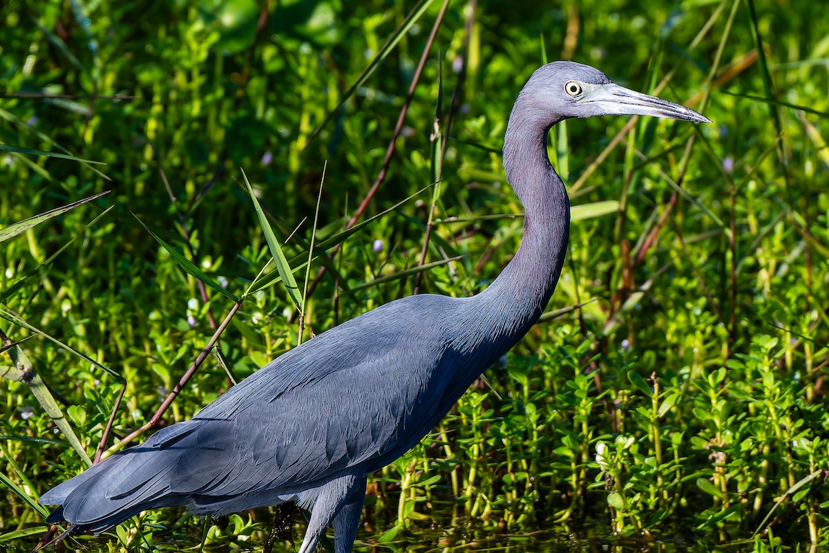 Little Blue Heron - ML644939162