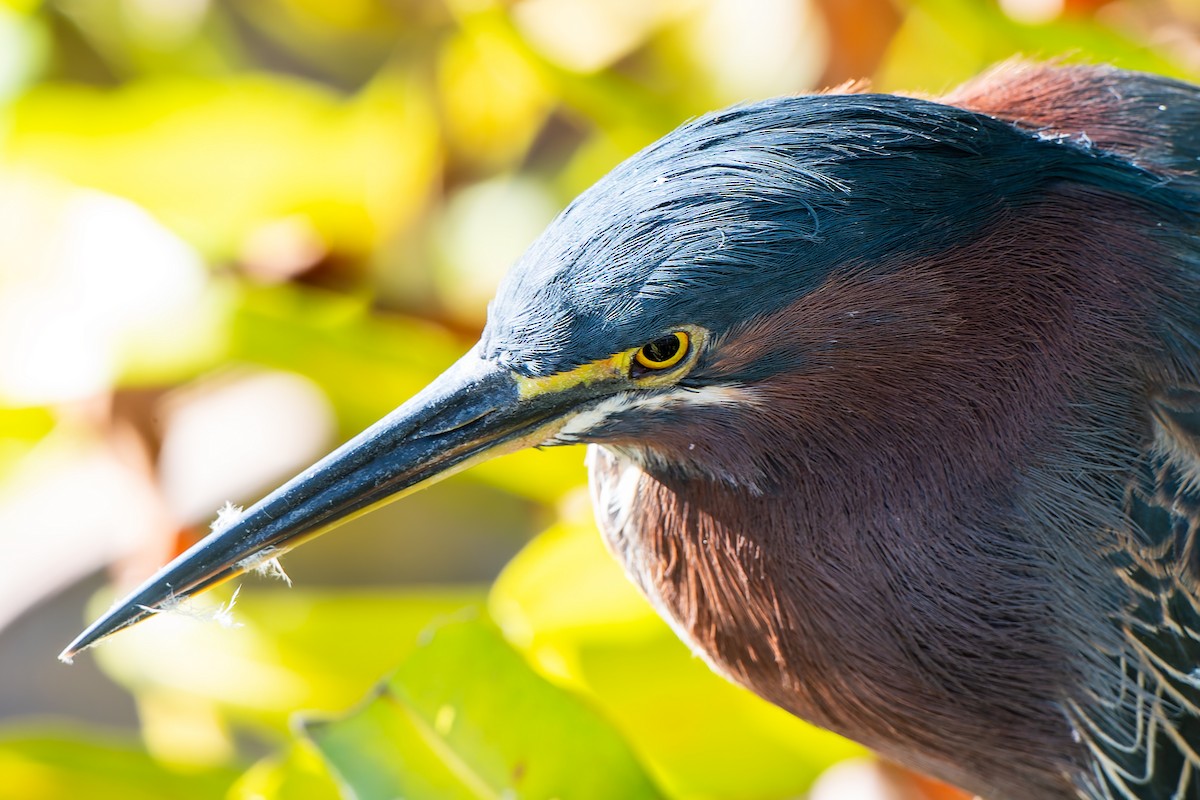 Green Heron (virescens/bahamensis) - ML644939166