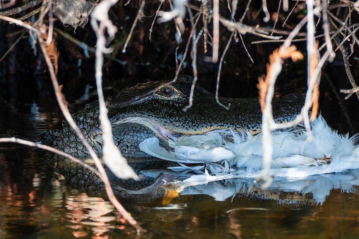 American Alligator - ML644939173