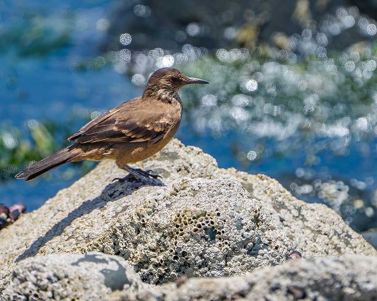 Береговая трясохвостка - ML644939177