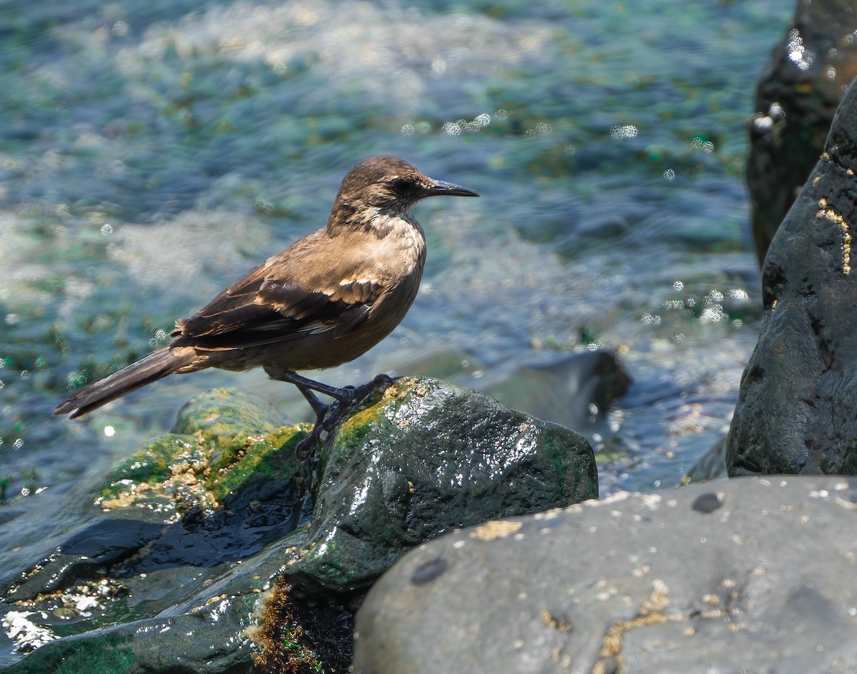 Береговая трясохвостка - ML644939178