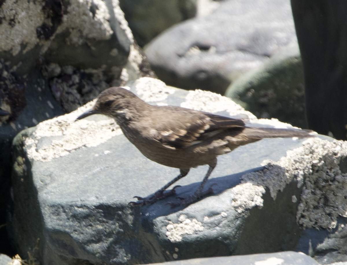 Береговая трясохвостка - ML644939181