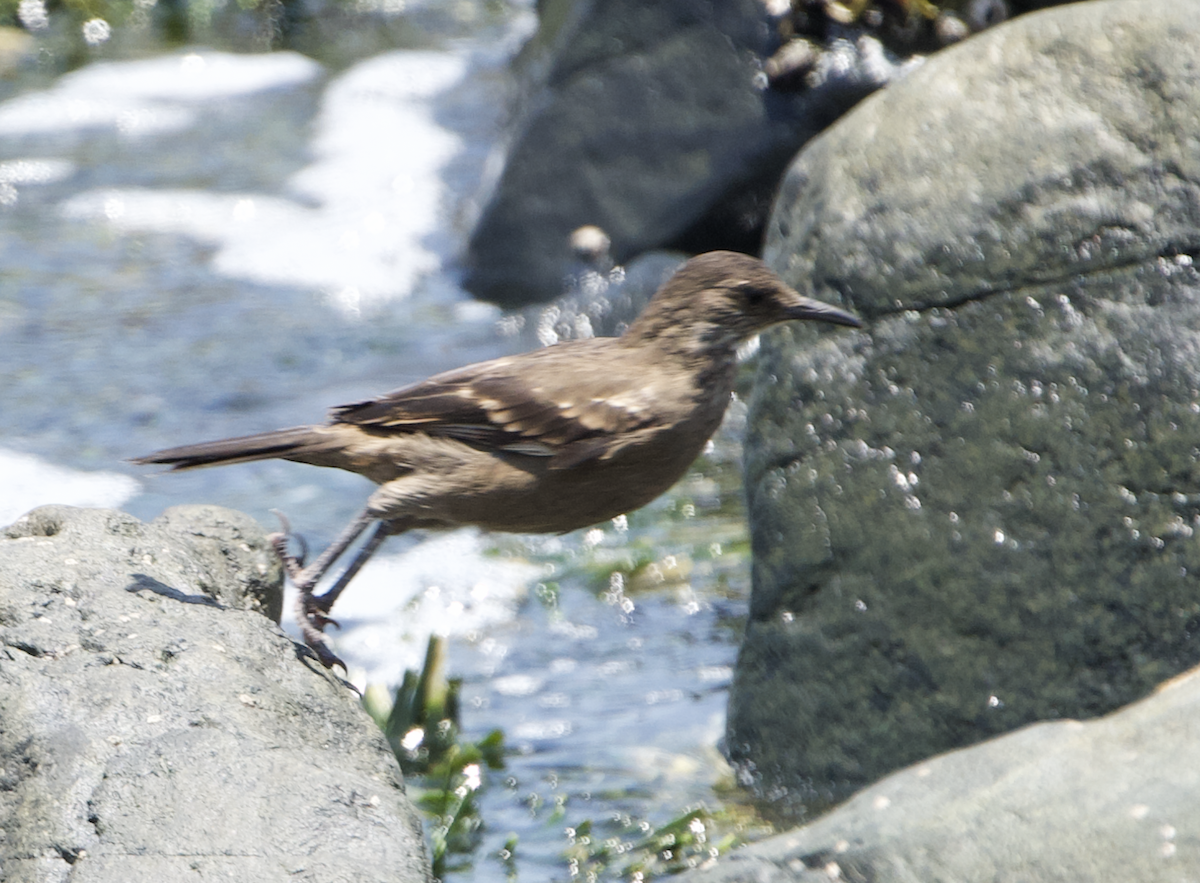 Береговая трясохвостка - ML644939182