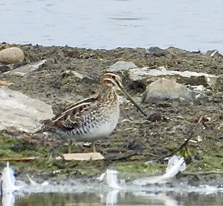 Wilson's Snipe - ML644939195