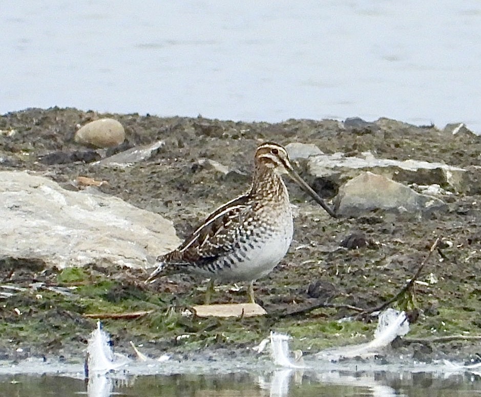 Wilson's Snipe - ML644939196