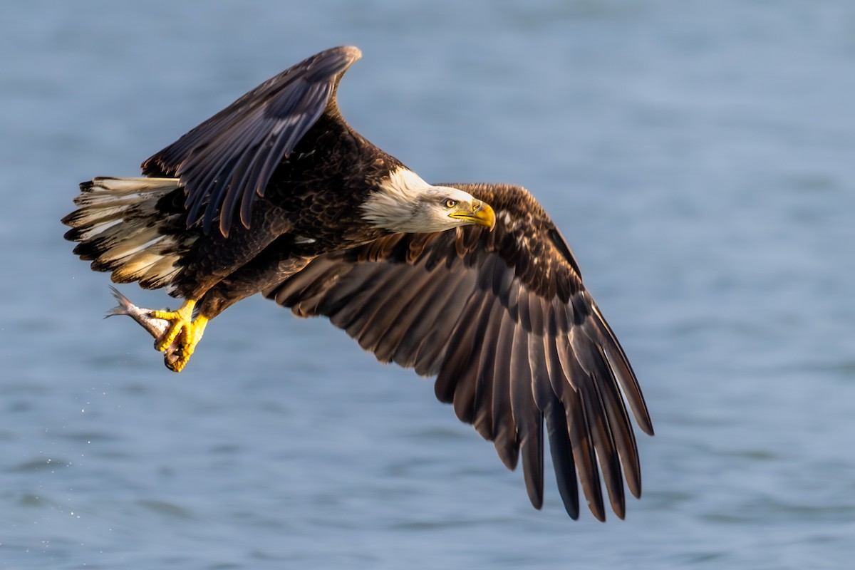 Bald Eagle - ML644939223