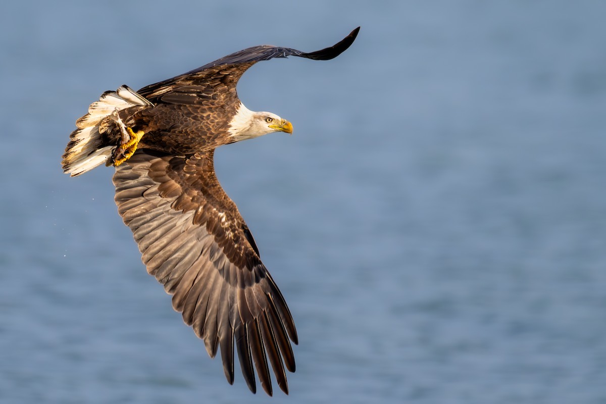 Bald Eagle - ML644939224