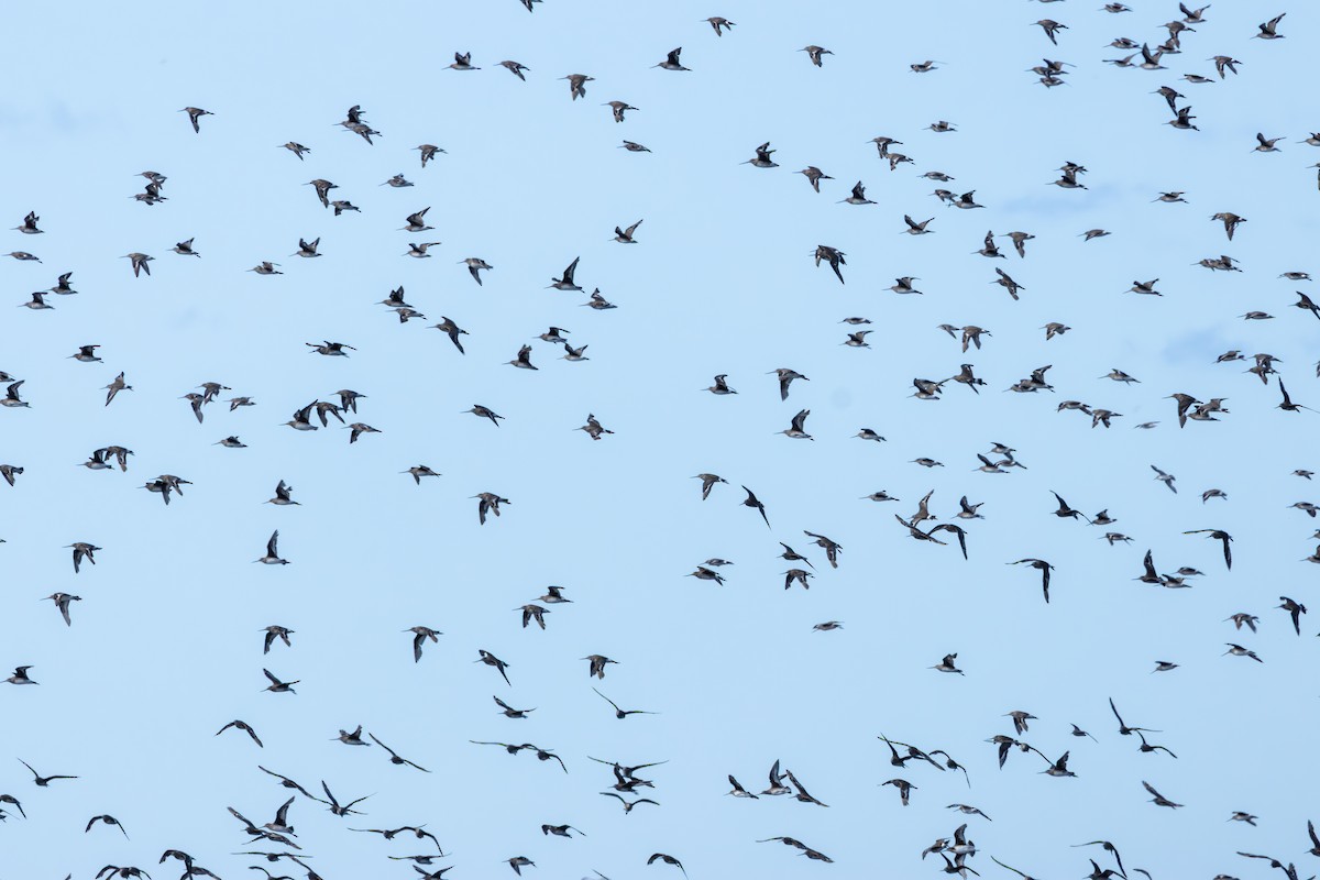 břehouš aljašský - ML644939231