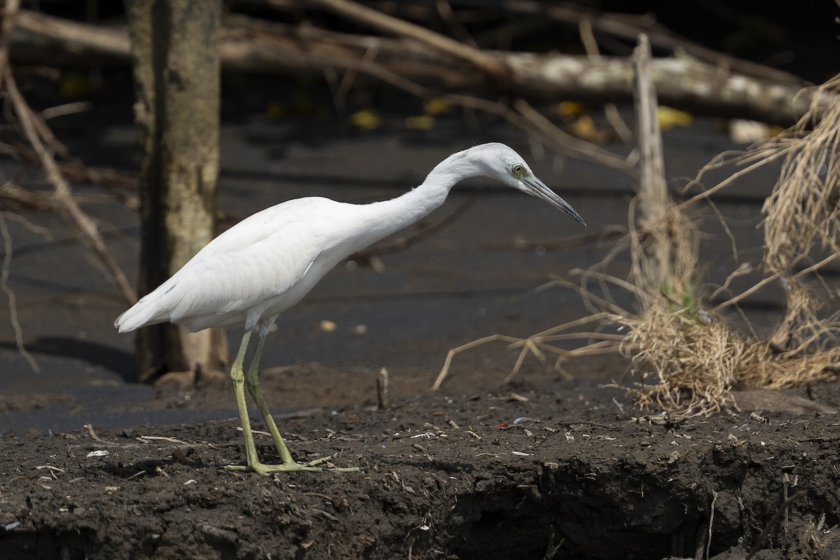 Little Blue Heron - ML644939240