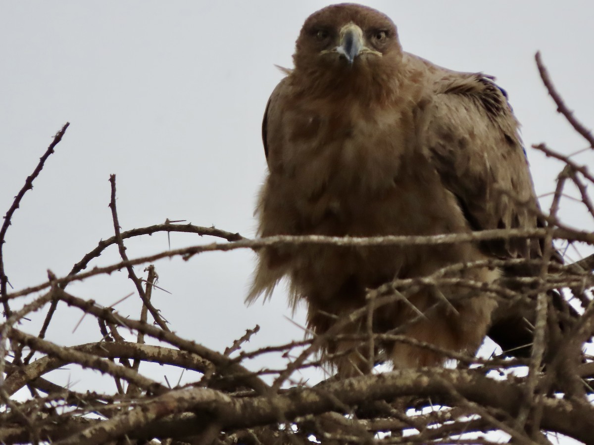 Tawny Eagle - ML644939251