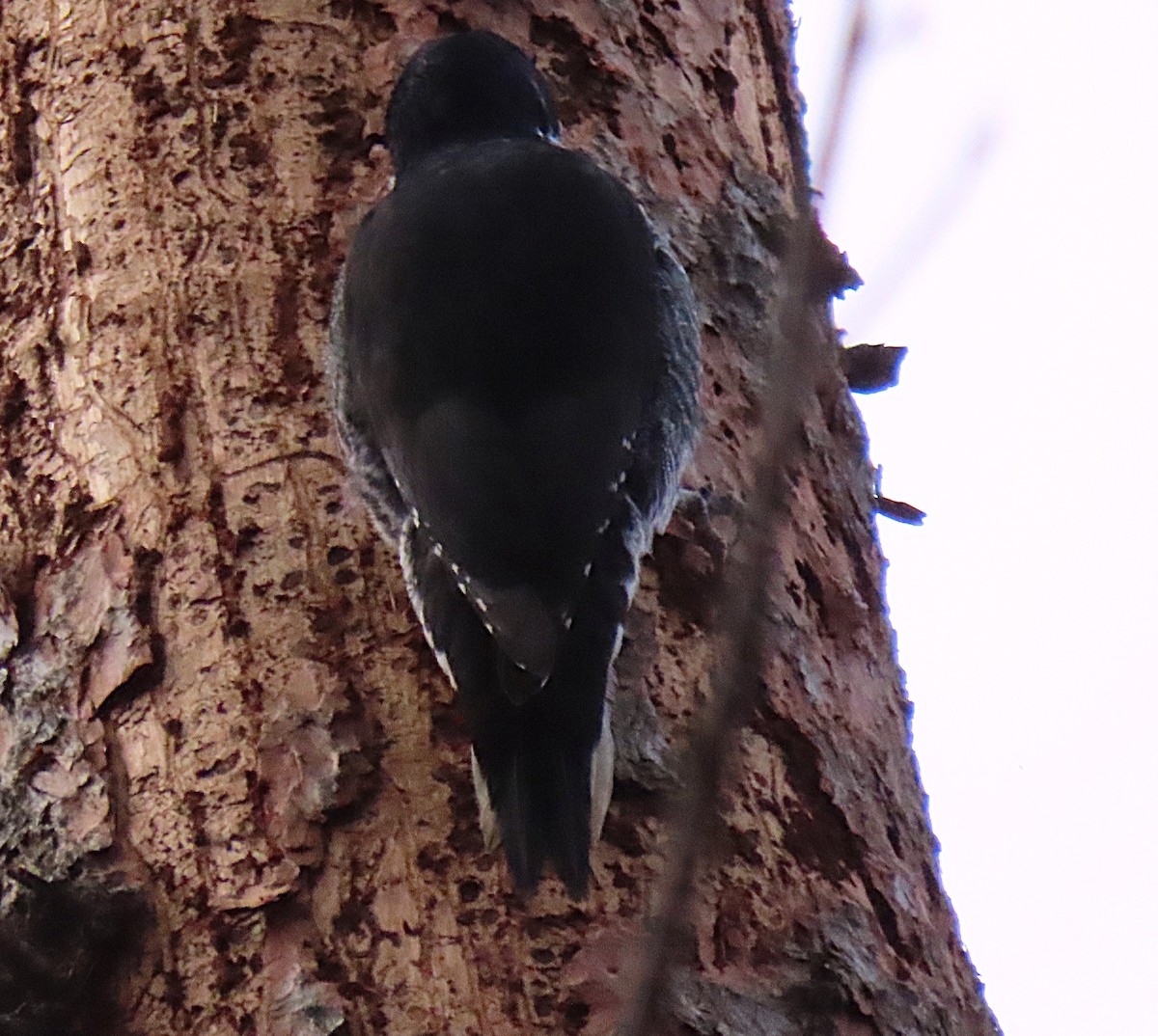 Black-backed Woodpecker - ML644939265
