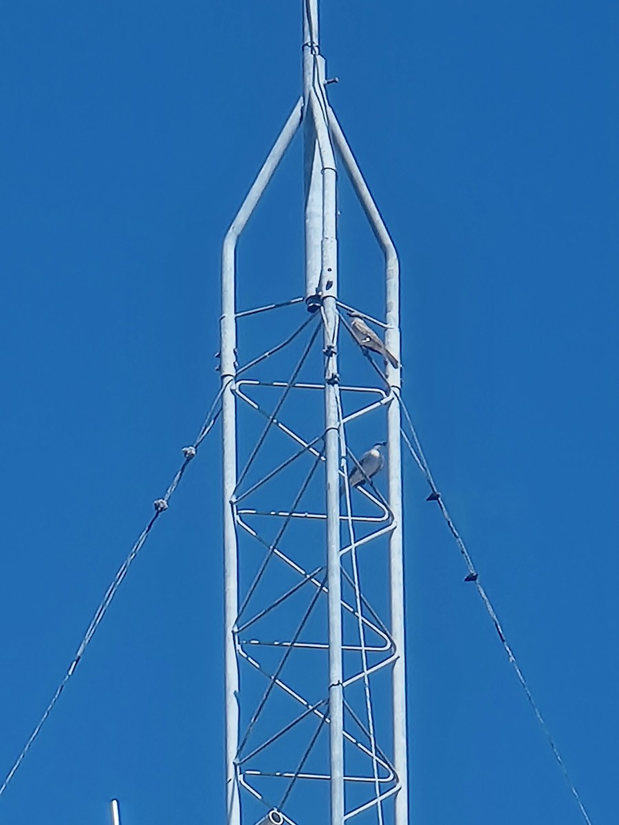 Gray Kingbird - ML644939266