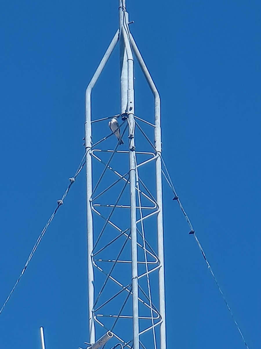 Gray Kingbird - ML644939267