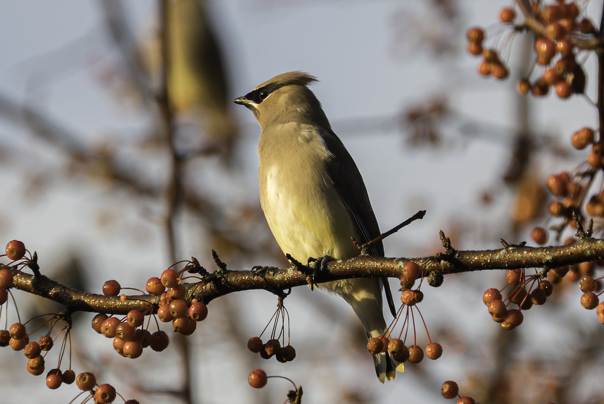 Cedar Waxwing - ML644939273
