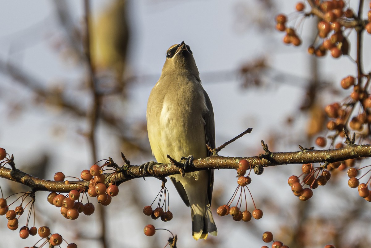 Cedar Waxwing - ML644939275