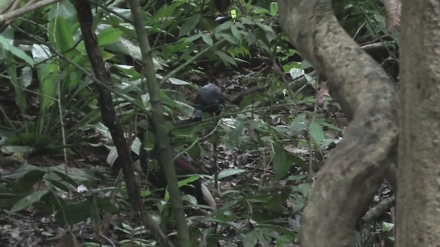 Лофур червононогий - ML644939277