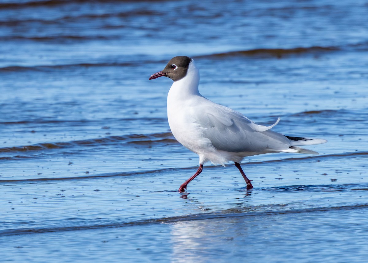 racek patagonský - ML644939280