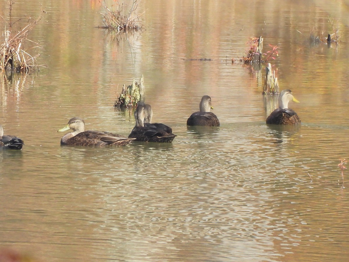 American Black Duck - ML644939288