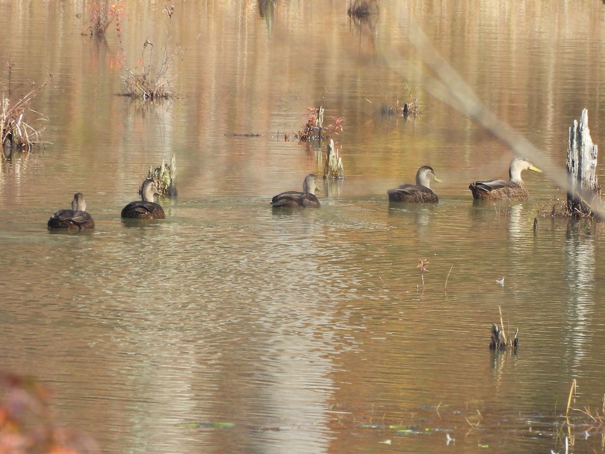 American Black Duck - ML644939289