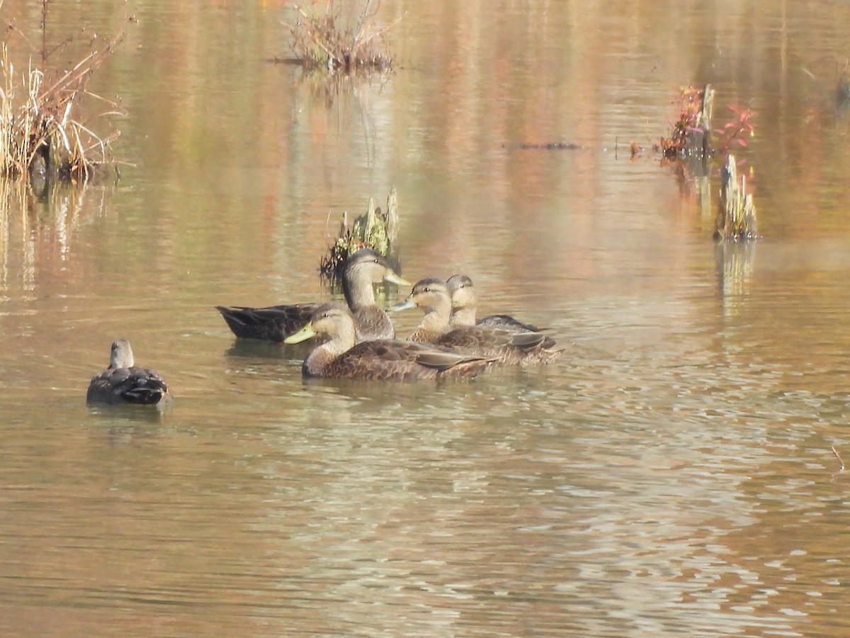 American Black Duck - ML644939300