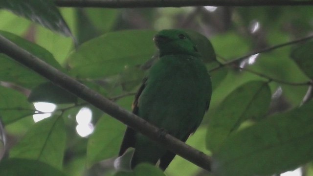 Дзьобочуб смарагдовий - ML644939321