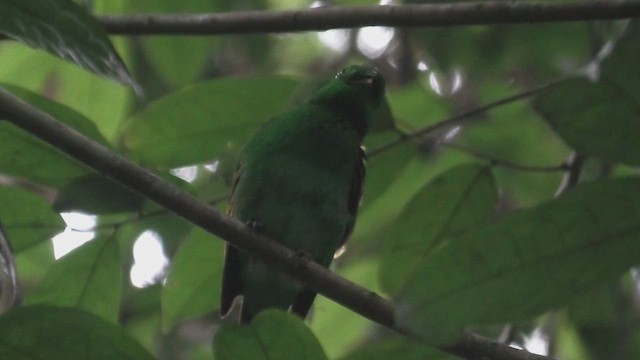 Дзьобочуб смарагдовий - ML644939322