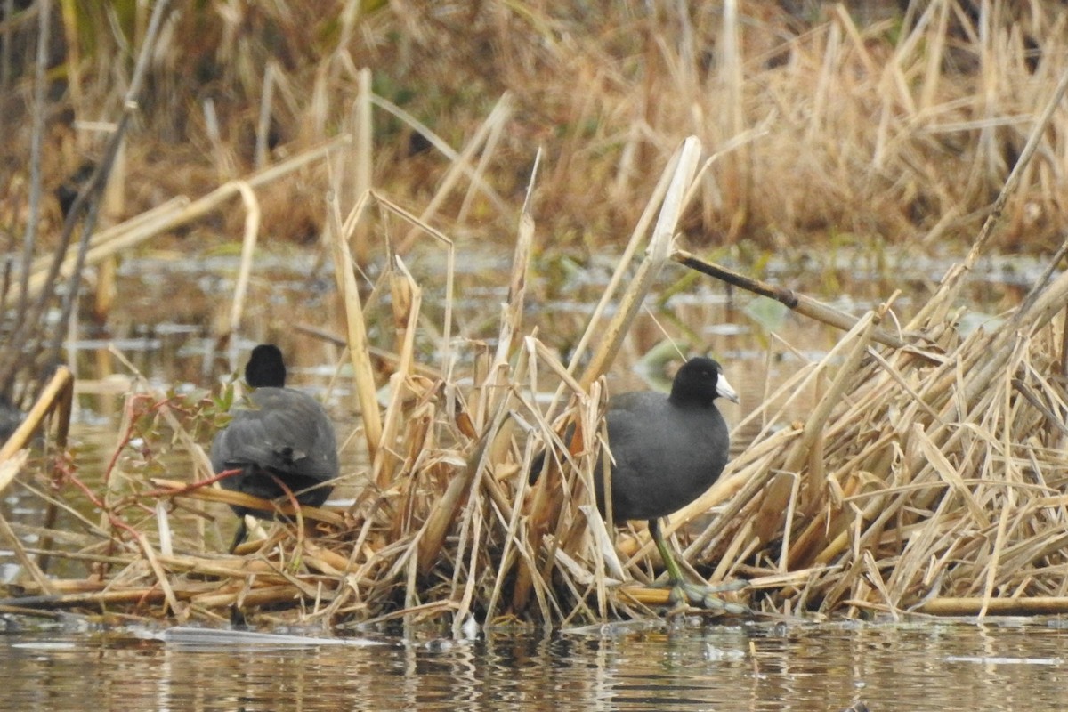 American Coot - ML644939337
