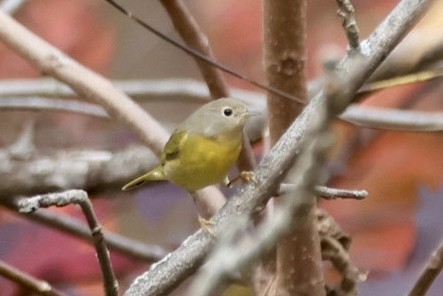 Nashville Warbler - ML644939368