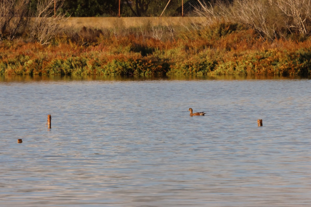 Eurasian Wigeon - ML644939447