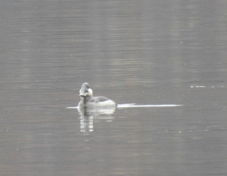 Ruddy Duck - ML644939453