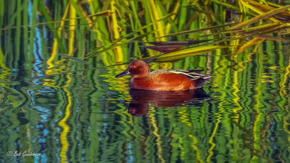 čírka skořicová - ML644939456