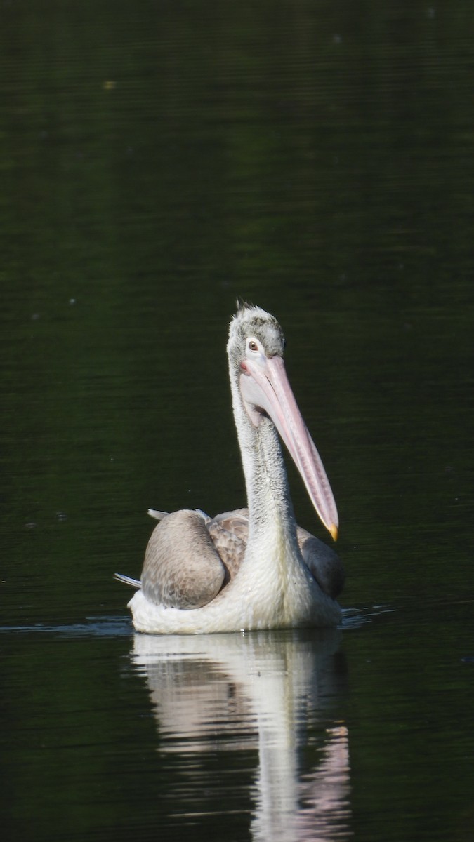 Pelícano Oriental - ML644939457