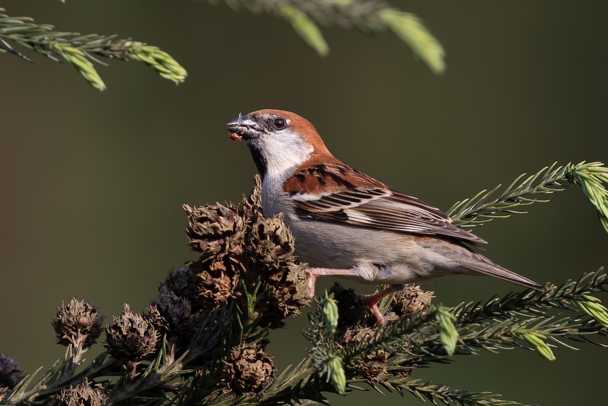 山麻雀 - ML644939472