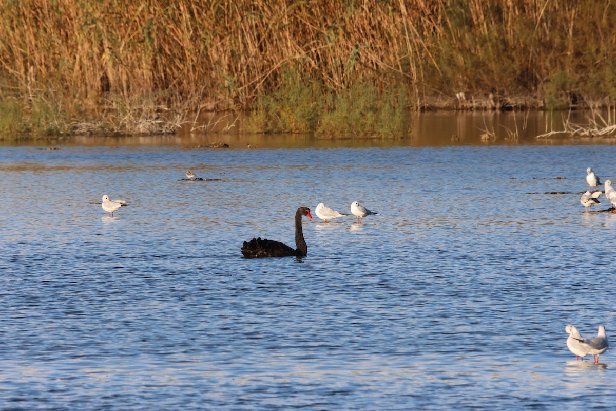 Black Swan - ML644939481