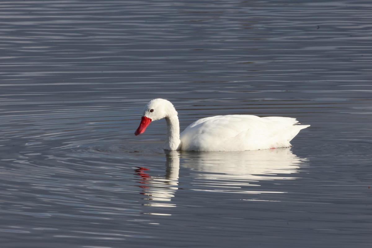 Coscoroba Swan - ML644939490