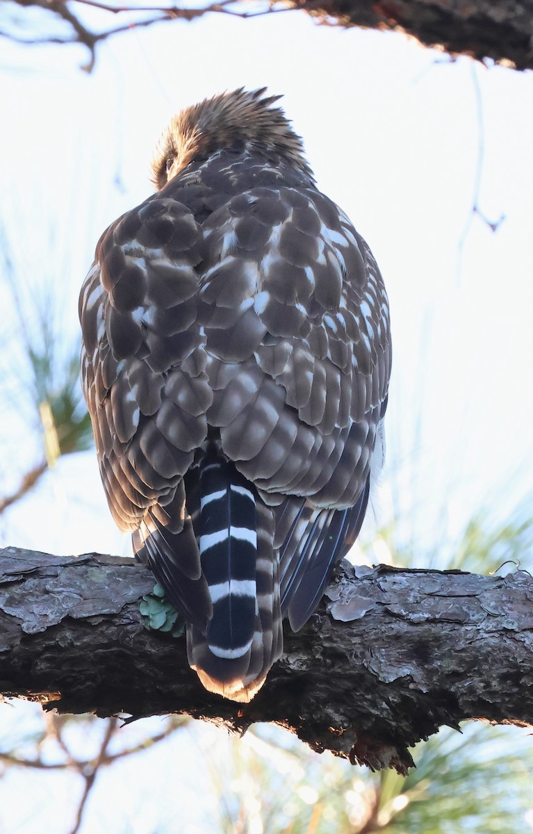 Red-shouldered Hawk - ML644939525