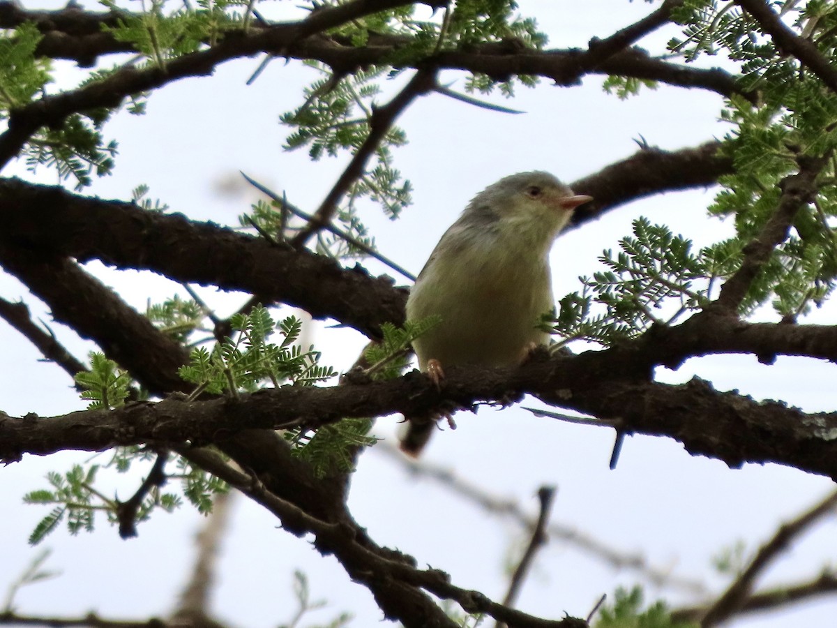 Buff-bellied Warbler - ML644939564