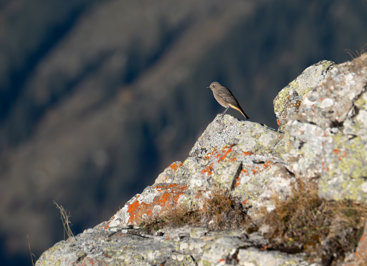 Black Redstart - ML644939568