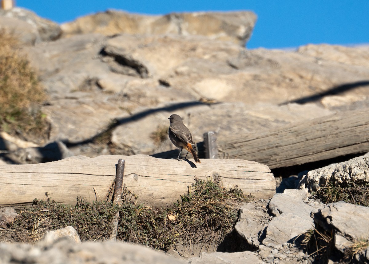 Black Redstart - ML644939570