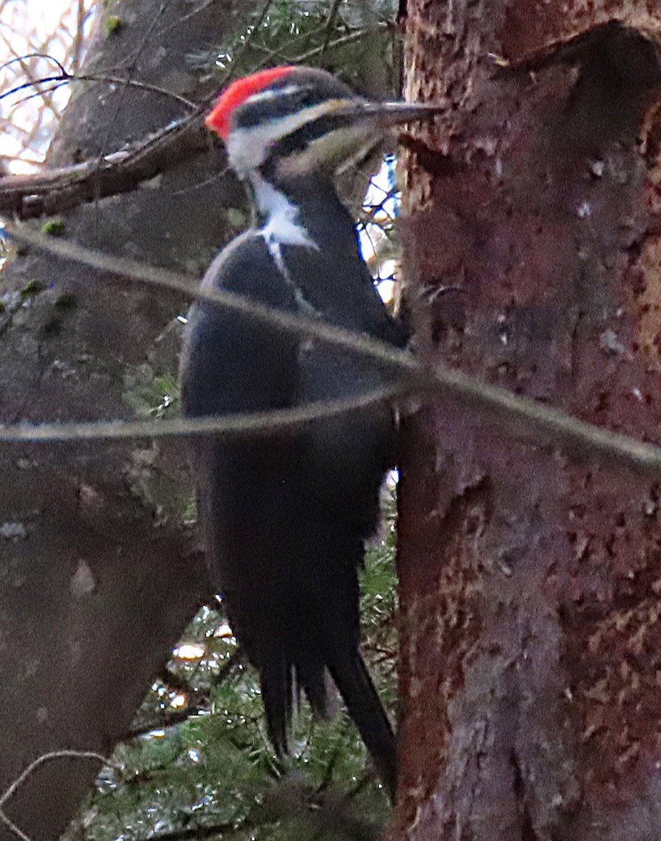 Kuzey Amerika Kara Ağaçkakanı - ML644939596