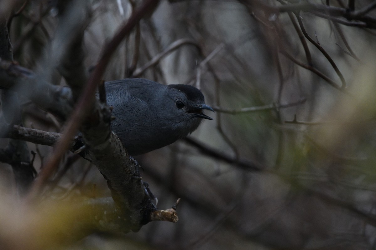 Gray Catbird - ML644939618