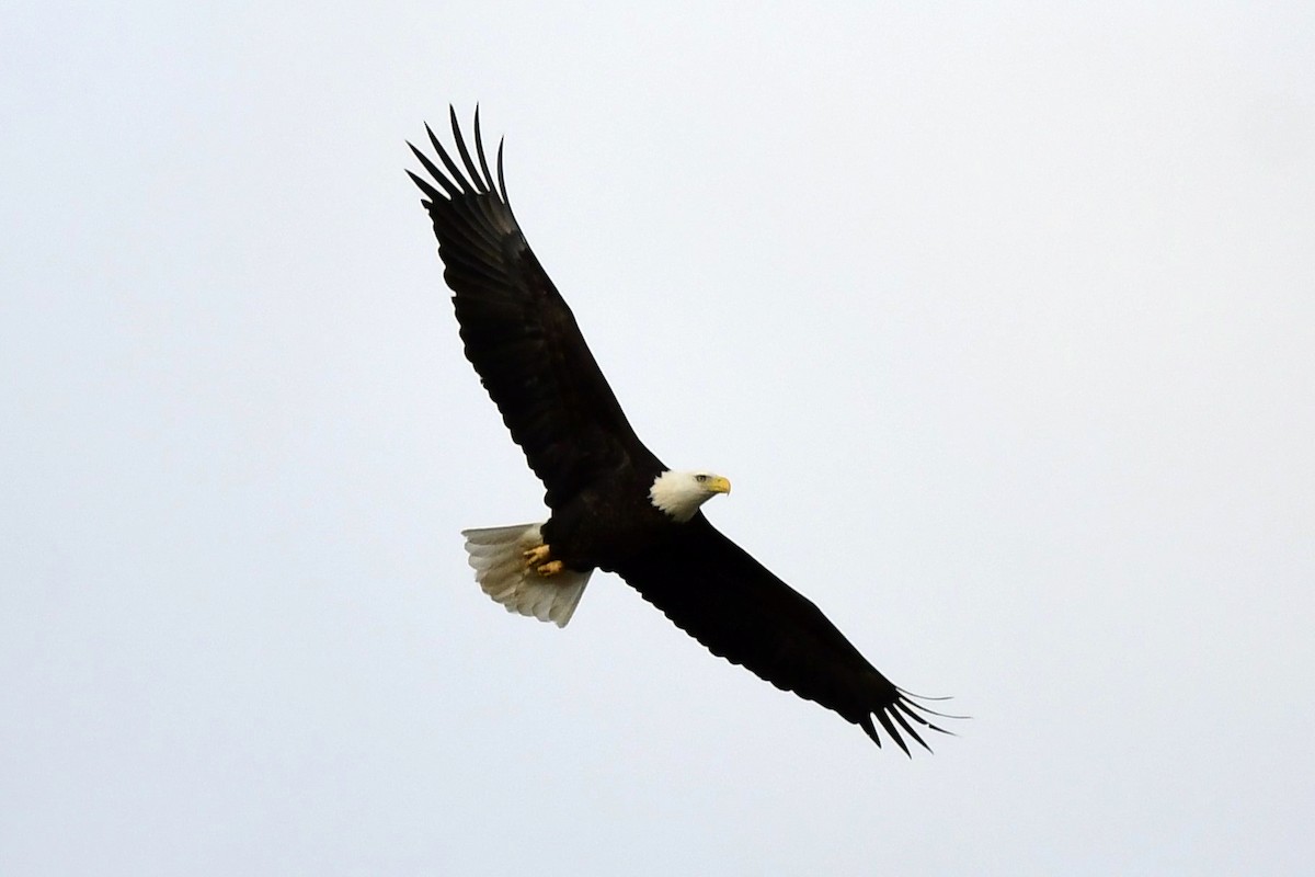 Bald Eagle - ML644939621