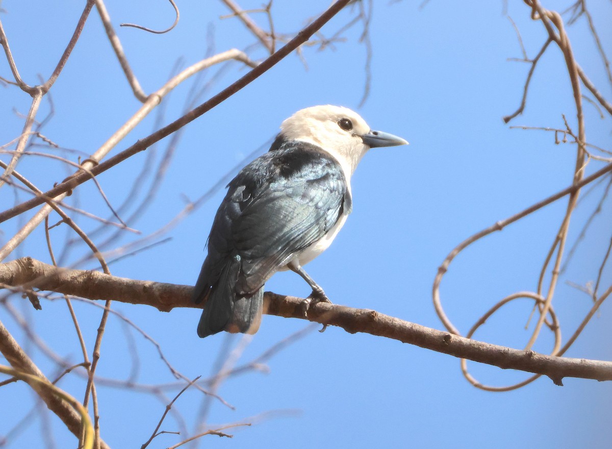 White-headed Vanga - ML644939623