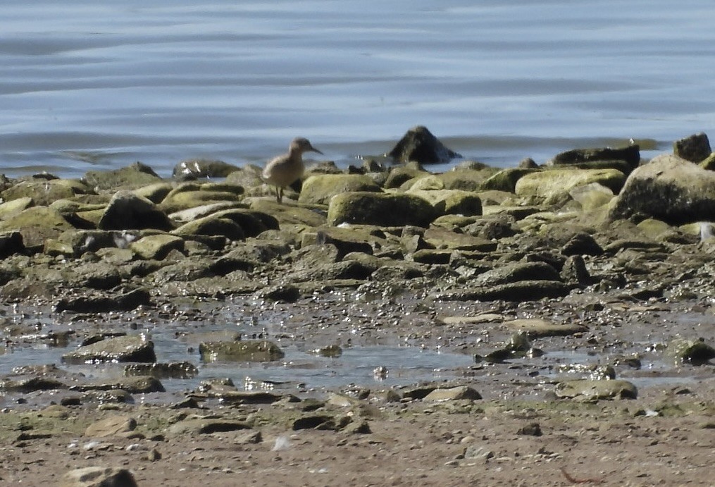 jespák plavý - ML644939645