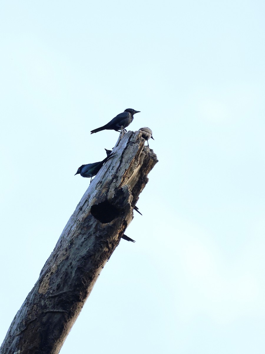 Metallic Starling - ML644939648